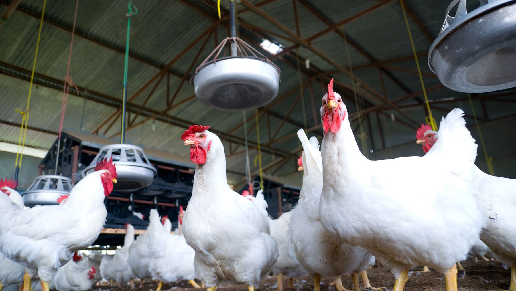 Se presentó un proyecto que busca ayudar a los productores afectados por la gripe aviar